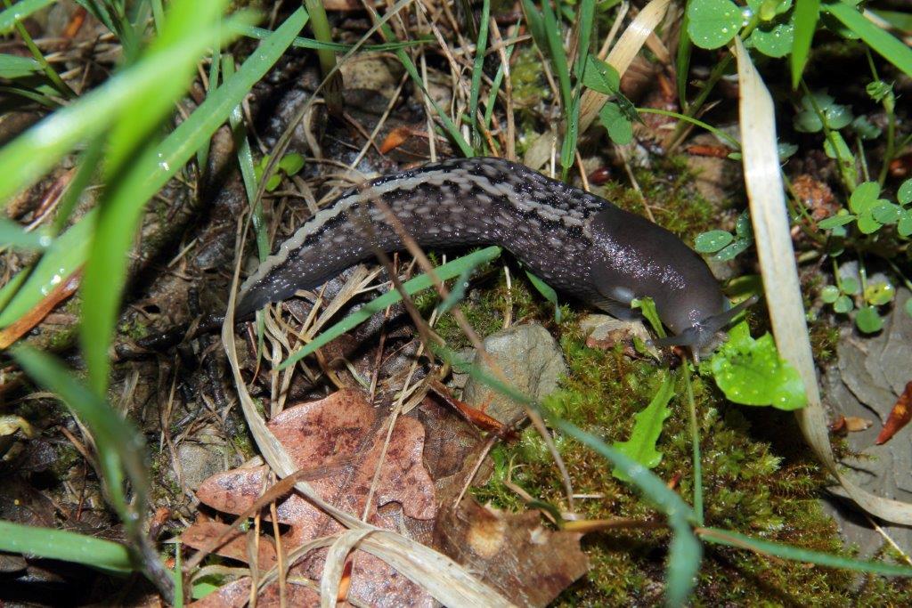 Limax tipo Marradi da Bagno di Romagna (FC)